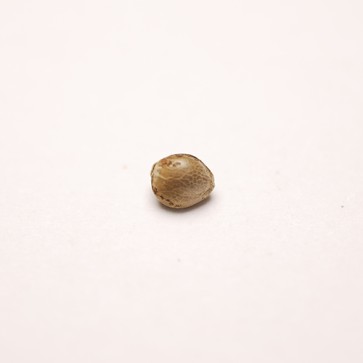 Насіння коноплі Auto CBD Green Crack Feminised Gold